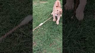 Young lioness playing like a house cat  (slow-motion) #animals #rescue #slowmotion #lion