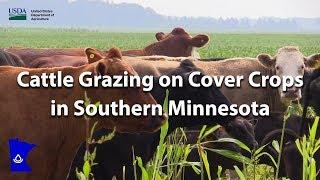 Cattle Grazing in Cover Crops in Southern Minnesota