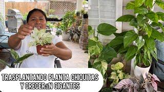 APRENDE A PLANTAR TUS PLANTAS PEQUEÑAS Y CRECERÁN MUY GRANDES