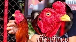 Sejarah lengkap legenda ayam pakoy maneendaeng #ayam #ayampakoy #farm #ayambangkok #ayamplucker