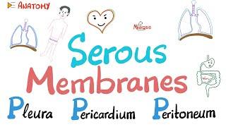 Serous Membranes (Mesothelium) - 3P’s - Pleura, Pericardium, Peritoneum - Transcellular fluid