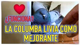 ¿FUNCIONA?️La Columba Livia como mejorante.