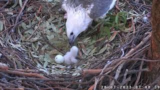 Sydney White-Bellied Sea-Eagle 28.07.2023 06:58