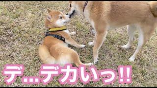 【柴犬と豆柴】こんなに大きさが違うの！？【比較】