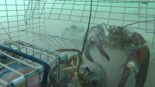 GoPro - Trapping huge crayfish underwater crawfish crawfishing