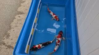 Shinoda Doitsu Showa - WOW - Elite Koi have received 3 of the best Doitsu Showa in the UK.