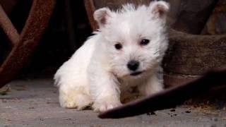 Puppy: West Highland White Terrier