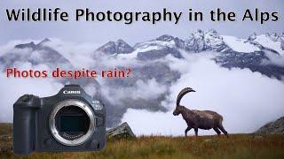 Ibex and Chamois in the Gran Paradiso National Park (Italy)