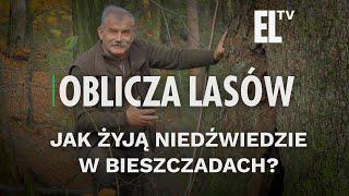 Jak żyją niedźwiedzie w Bieszczadach? | OBLICZA LASÓW #144