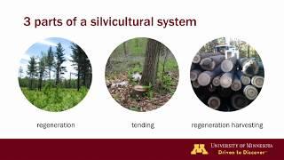 Silviculture terminology