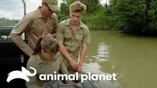 Caza de infractores: protegiendo la reserva | Los Irwin | Animal Planet