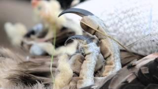 Réintroduction du Gypaète Barbu dans le massif des Cévennes