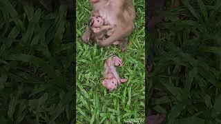 19-06-24 lovely abandoned monkey  #babylovermonkey #funnymonkey #babymonkey