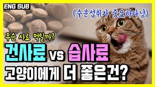 고양이에게 좋은 사료란? 건사료 VS 습사료