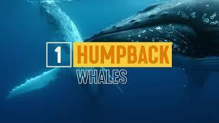 Must-Do Whale-Watching Experiences| Nature & Wildlife | Tourism Australia