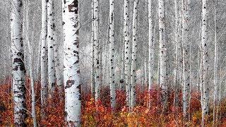 Aspen Tree Shoot in Leavenworth with a dead camera battery | Landscape Photography