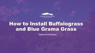 How to Install Buffalograss and Blue Grama Grass