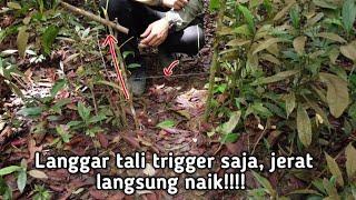 SURVIVAL SKILL- cara membuat jerat babi hutan #jeratbabi #jeratlanggaran