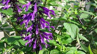Easy Salvia cuttings - part two