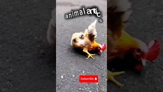 Funny chicken #FunnyChicken #ChickenComedy #HilariousChickens #youtubeshorts #vairalshort #yt