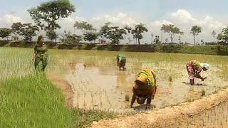 গোদাগাড়ীর জীবন ছবি || রাজশাহী || @PanoramaDocumentary