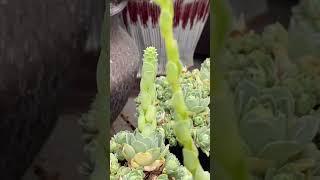 [초보다육맘]보고 또 보고싶은 그라노비아 꽃 多肉植物 たにくしょくぶつ Korean Succulent