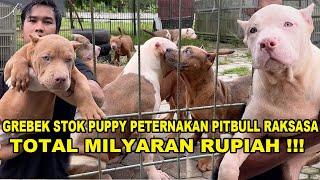 Grebek Stok Puppy Peternakan Pitbull Raksasa Terbesar Di Indonesia - Total Capai Milyaran Rupiah