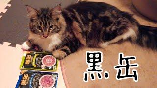 黒缶を食べる猫【メインクーン】