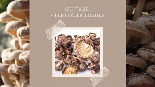 Shiitake Pilze gesund & lecker