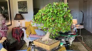 Bonsai Balcony: We prune our Trident Maple and wire a little movement into our Bald Cypress