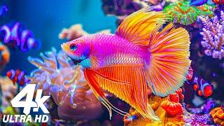 Underwater World 4K (ULTRA HD) - Discover the Beauty of Coral Reef Fish - Relaxing Sounds #5