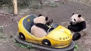 大熊猫搞笑合集 Giant Panda Funny and Cute Moment Compilation | Adorable Panda