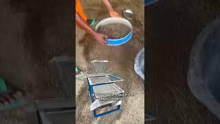 How do we harvest maggot everyday for alternative animal feed