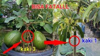   Wajib Tahu..... !!! Karena Salah Dalam Hal Ini Bisa Berakibat Fatal @BIBITUNGGUL