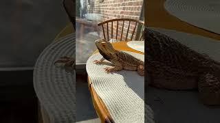 Он очень зол!/He is very angry!#shorts #короткие_видео #агама