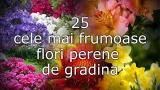 25 cele mai frumoase flori perene de gradina