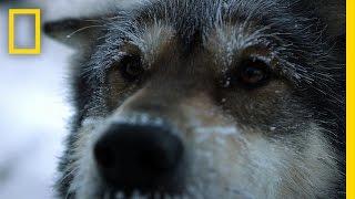 Sled Dogs | Life Below Zero