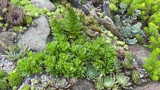 SUCCULENT ROCK GARDEN - Orostachys Aggregatum Plant