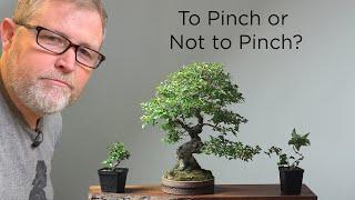 Bonsaify | Don't Cut Your Hawthorn Until You Understand This!