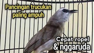 Pancingan trucukan ropel nggaruda paling ampuh bikin trucuk emosi trucuk nggaruda trucuk ropel