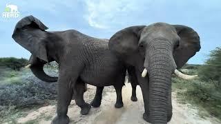 Big Bulls, Elephant Walks & One Gassy Surprise 