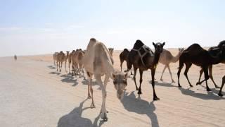 Caravane de dromadaires, désert d'Abu Dhabi