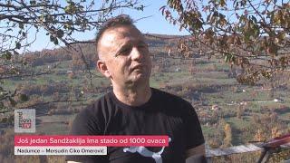 Još jedan Sandžaklija ima stado od 1000 ovaca