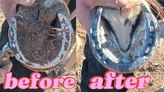Horse hoof restoration satisfying. #horseshoe #hooftrimming #asmr #farrier #hoof