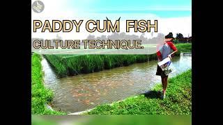 Paddy Cum Fish Culture: A Sustainable integrated Agricultural Approach.