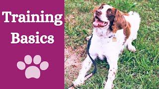 5 basic dog training commands every dog should know