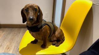 Mini dachshund goes to the vet