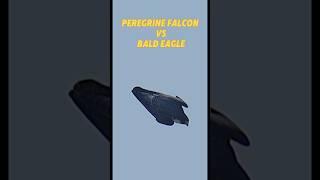 Peregrine falcon Vs bald eagle #trending #peregrinefalcon #baldeagle #falcon #eagle #youtubeshorts