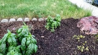 How I use worm castings in my garden when I first plant.