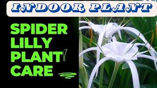 Spider Lilly Plant Care| Spider Lily Plant Care | Complete Information | Hindi | Home gardening